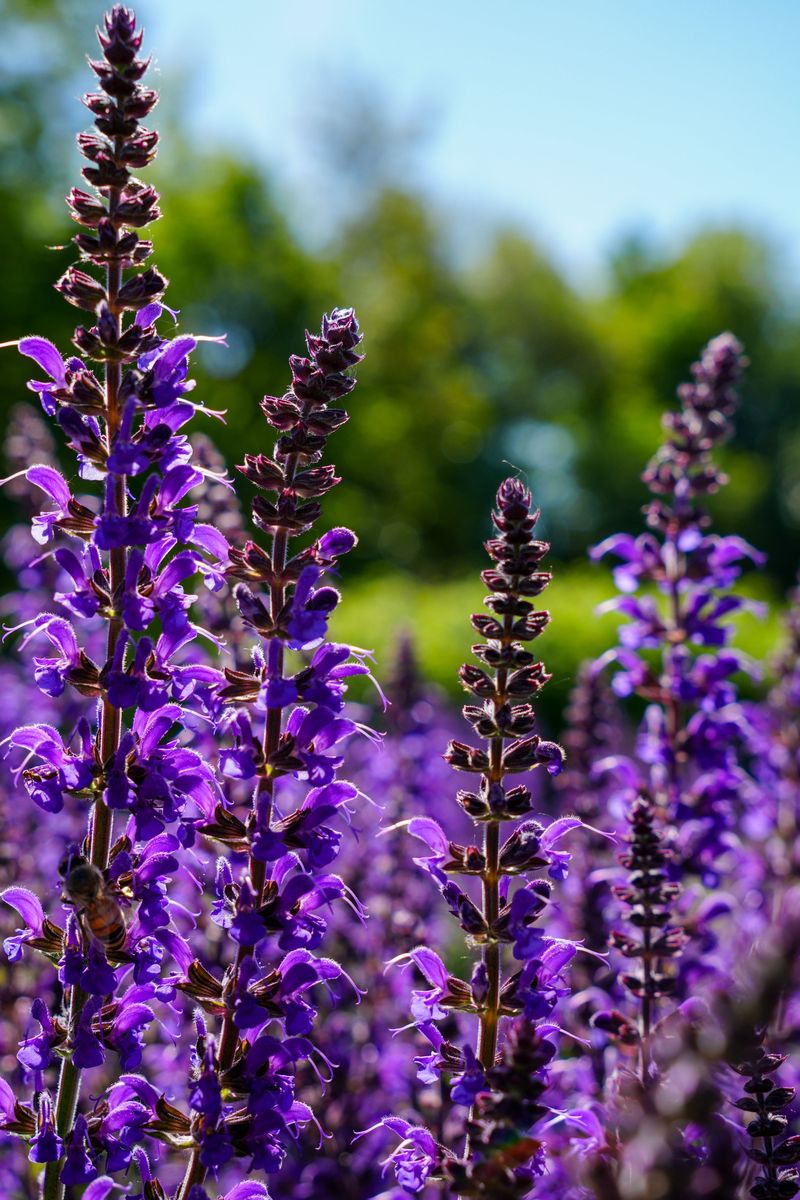 Salvia