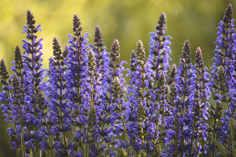 Salvia