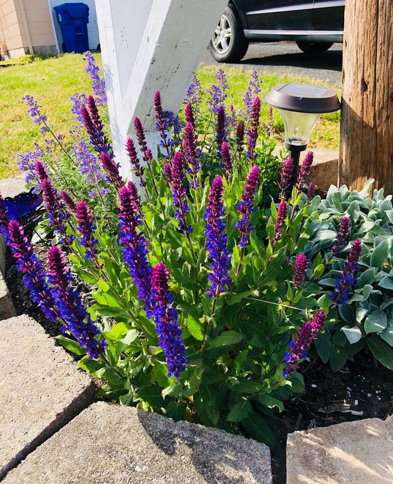 Salvia Adds Instant Spikes Of Summer Color Salvia Adds Instant Spikes Of Summer Color