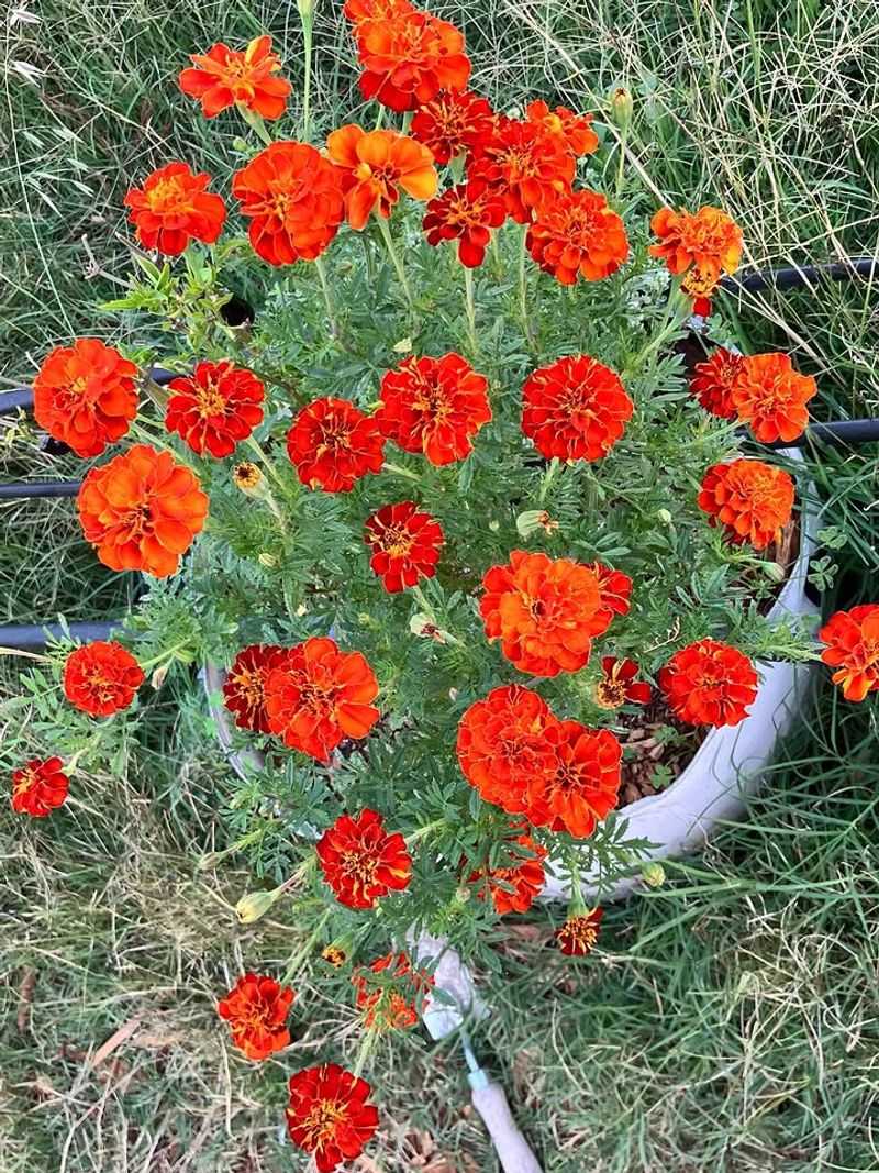 Salvia And Marigolds Salvia And Marigolds