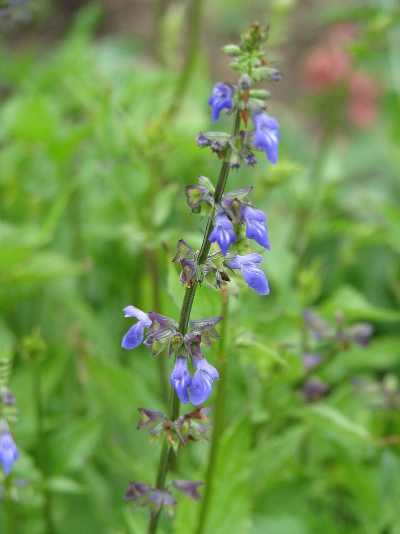 Salvia Benefits From Spent Flower Stem Removal Salvia Benefits From Spent Flower Stem Removal