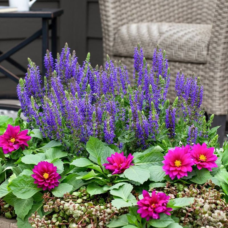 Salvia Blends Color And Drought Toughness In Hot Borders