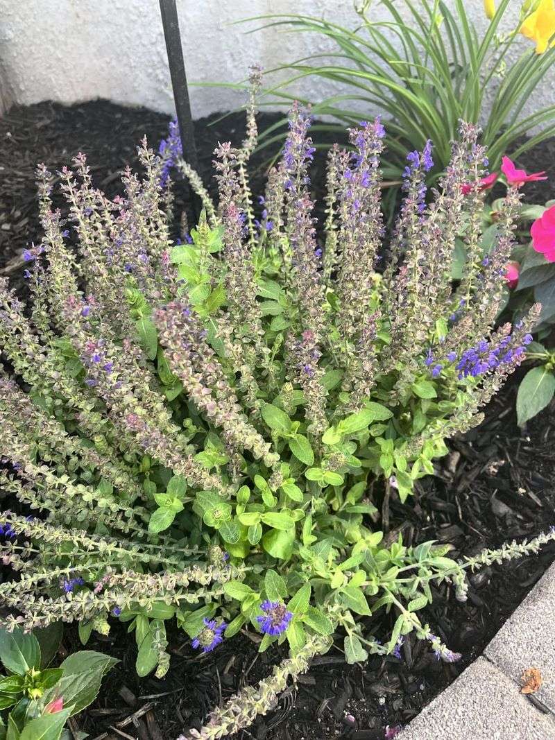 Salvia Blooms Better In Leaner Summer Conditions