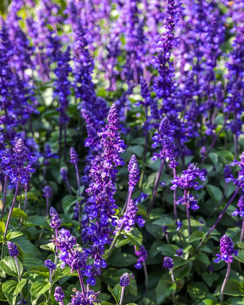 Salvia Brings Color And Pollinator Interest