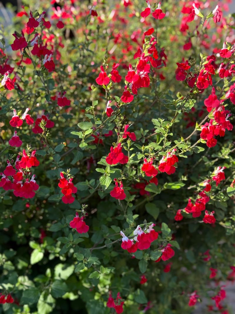 Salvia Greggii Blooms Without Stopping Salvia Greggii Blooms Without Stopping