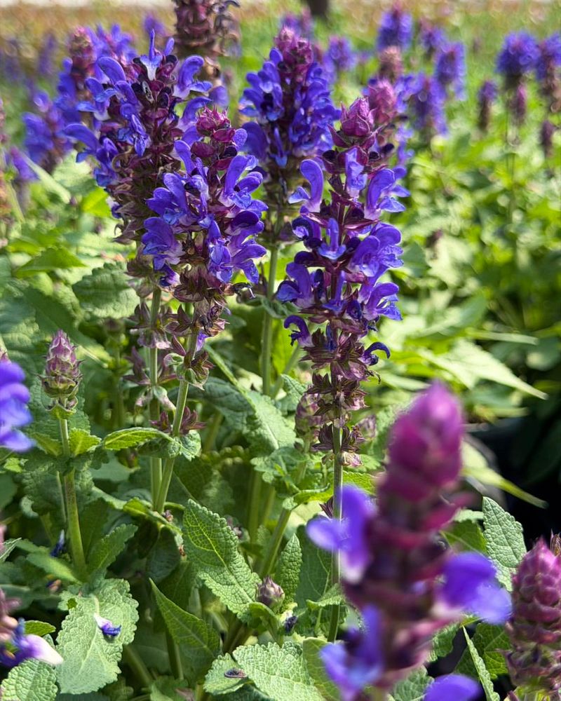 Salvia Returns With New Color After Each Flush
