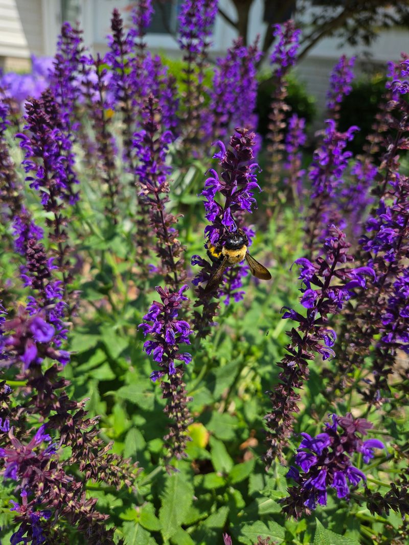 Salvia (Salvia Nemorosa 'May Night')