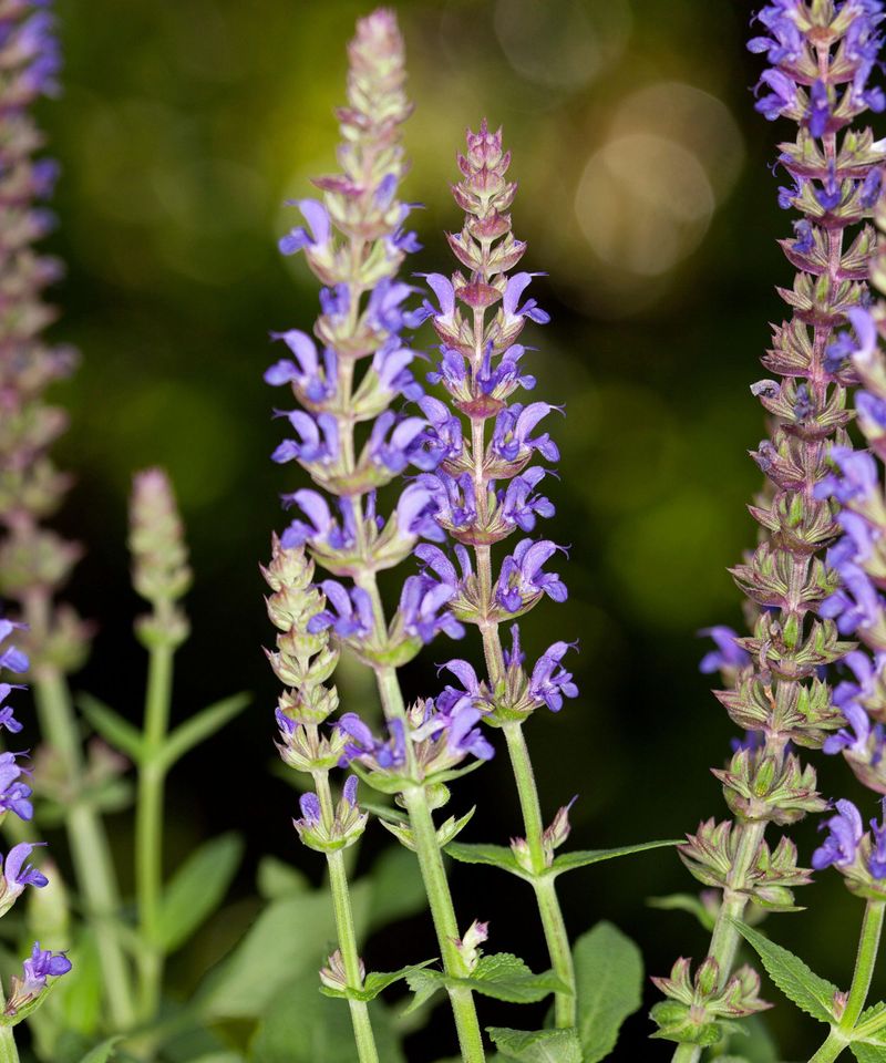 Salvia Sends Up Fresh Flowers When Spent Spikes Come Off Salvia Sends Up Fresh Flowers When Spent Spikes Come Off