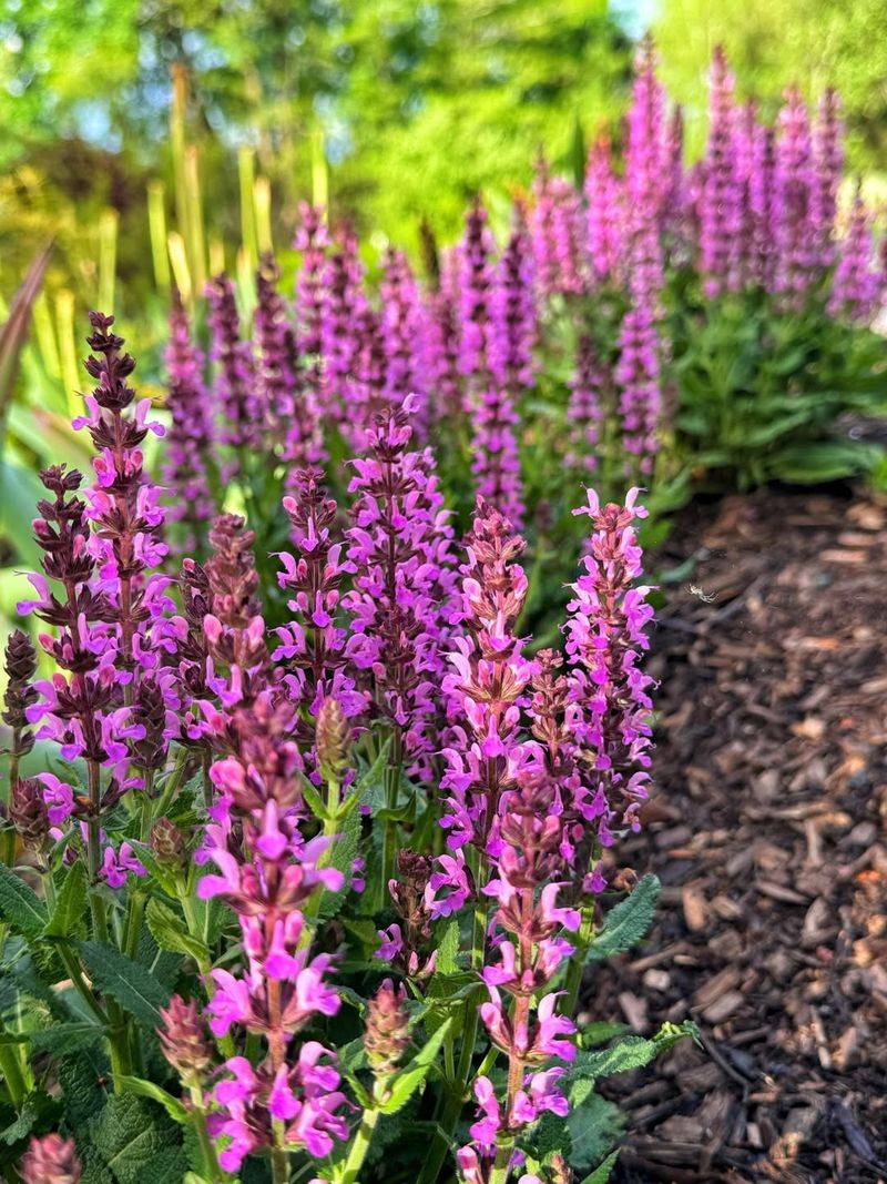 Salvia 