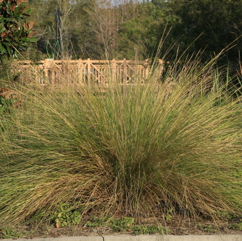 Sand Cordgrass Fits Large Sunny Areas Sand Cordgrass Fits Large Sunny Areas