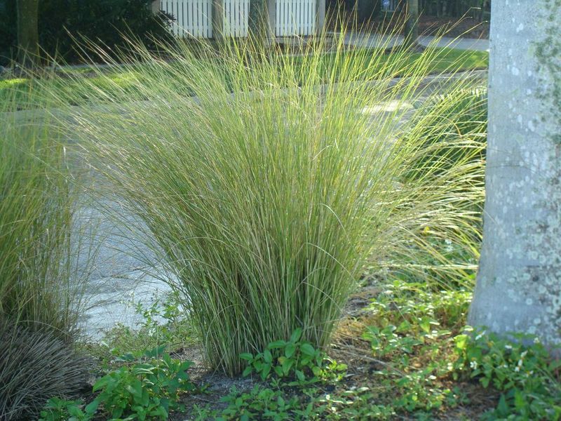 Sand Cordgrass Handles Wet Soil Better Than St. Augustine