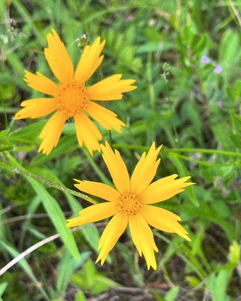 Sand Coreopsis