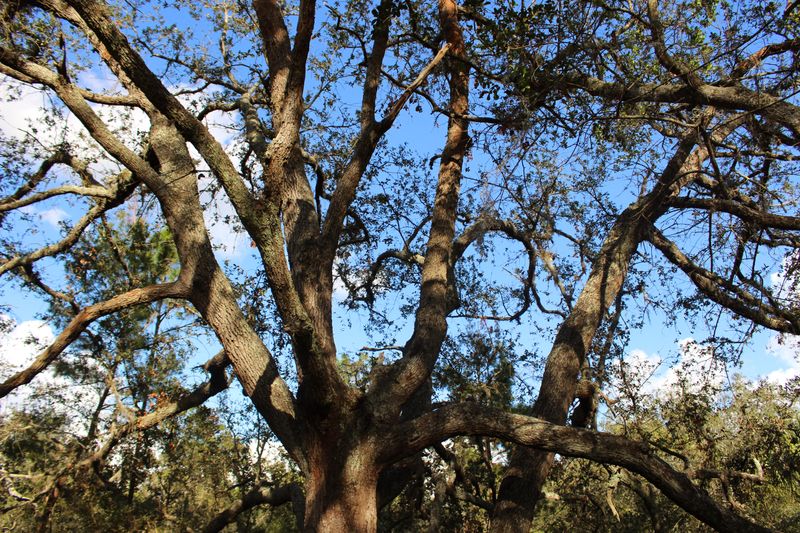 Sand Live Oak Stays Tough In Sandy Coastal Landscapes