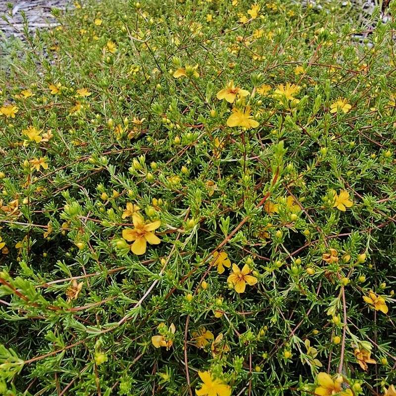 Sandhills St. John's Wort Sandhills St. John's Wort