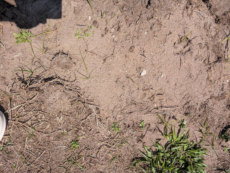 Sandy Soil Becomes Less Stressful Sandy Soil Becomes Less Stressful