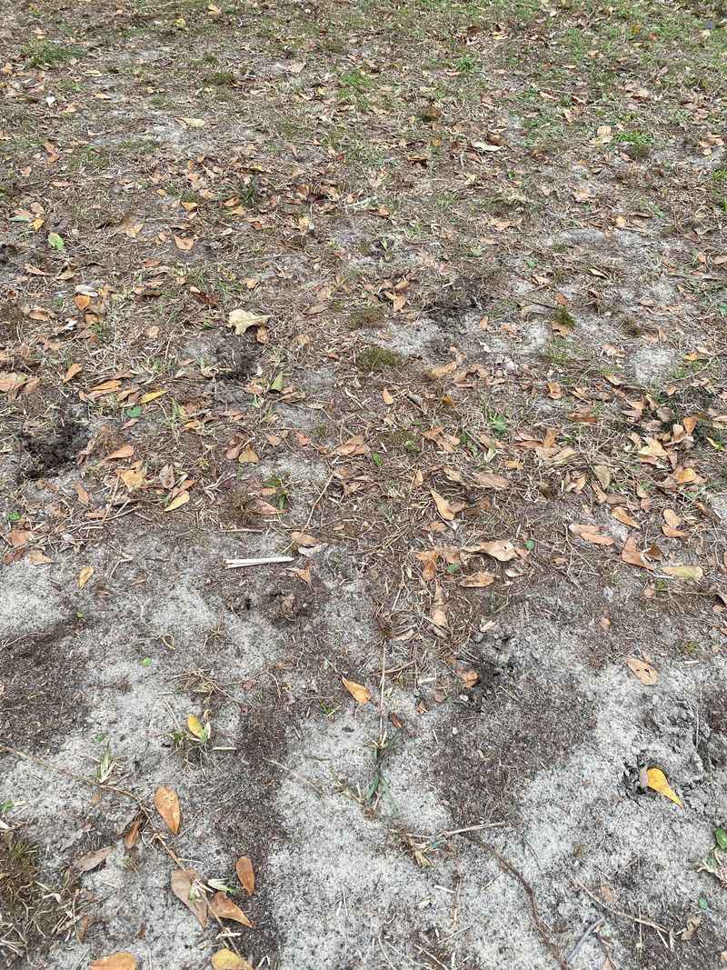 Sandy Soil Loses Nutrients Fast