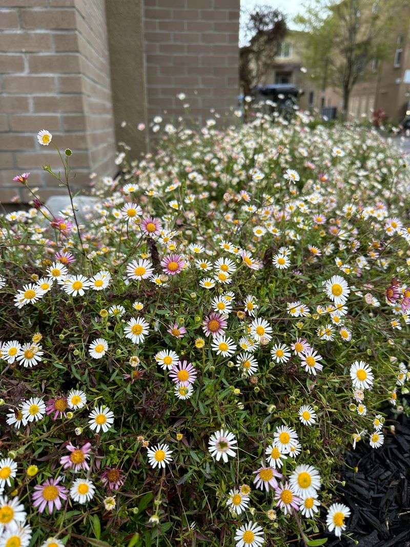 Santa Barbara Daisy Softens Bare Edges Fast