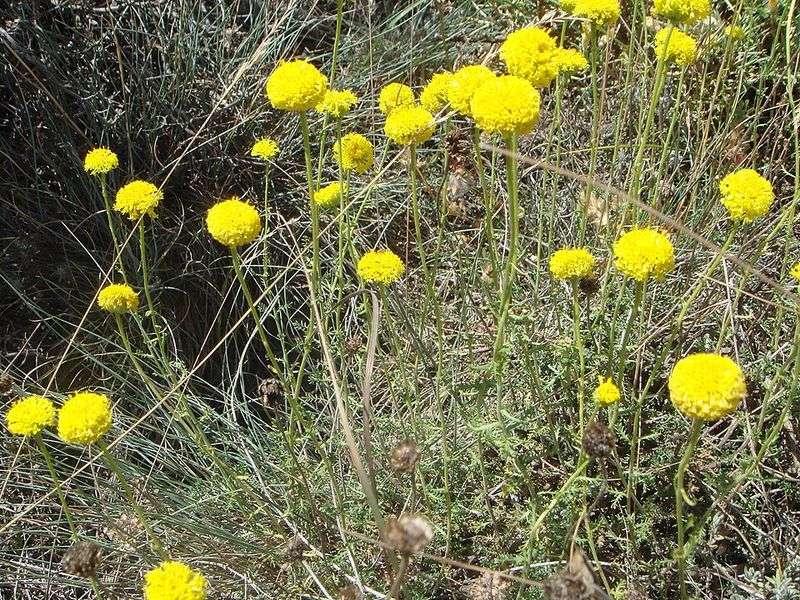 Santolina Fills Sunny Areas With Thick Silvery Growth