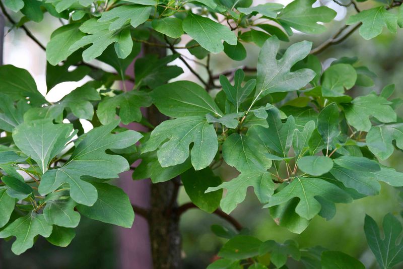 Sassafras