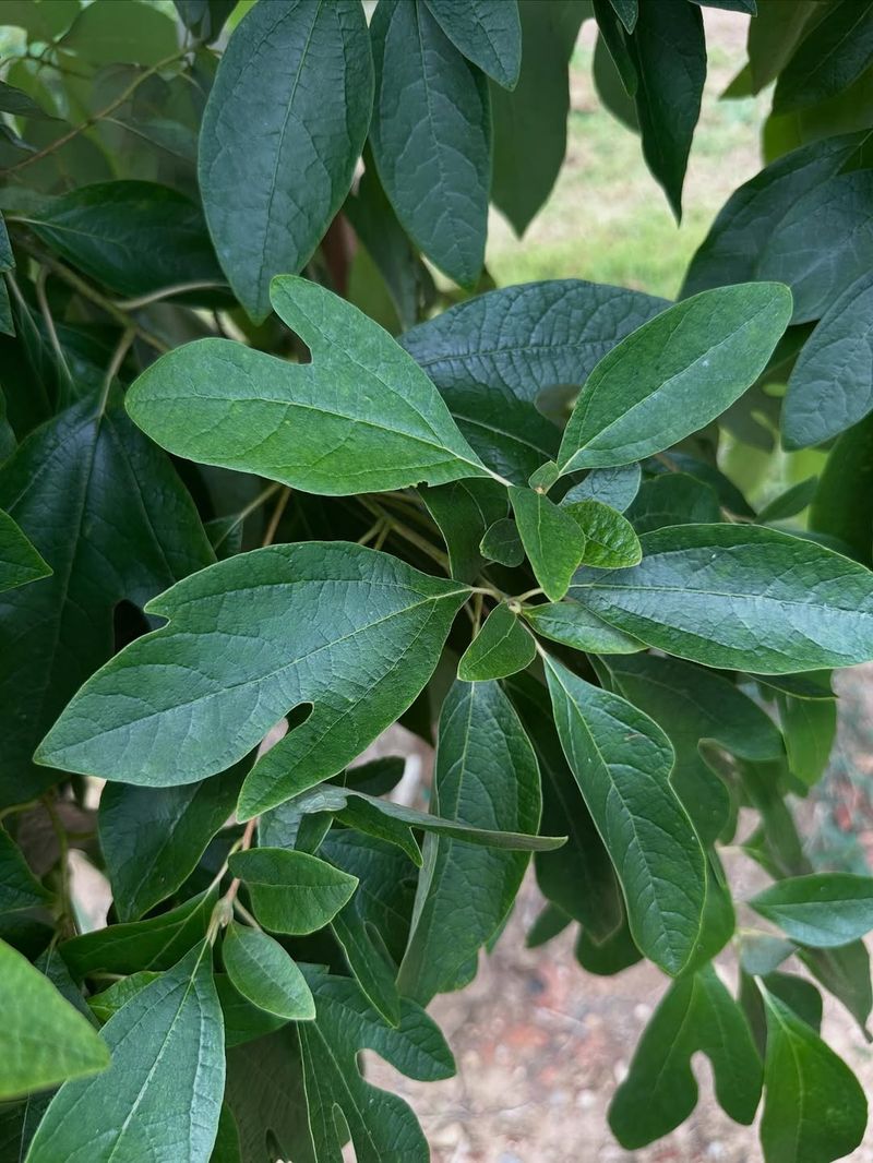 Sassafras Sassafras