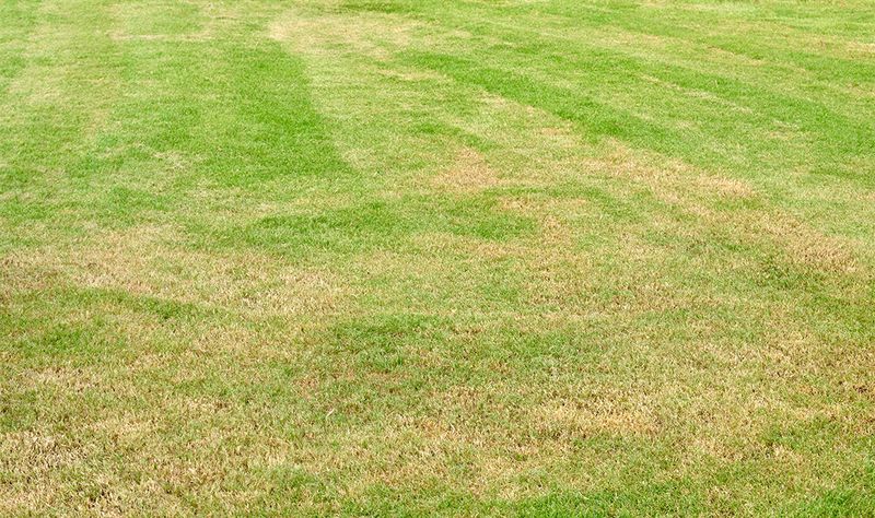 Saturated Soil Can Reduce Oxygen Around Grass Roots