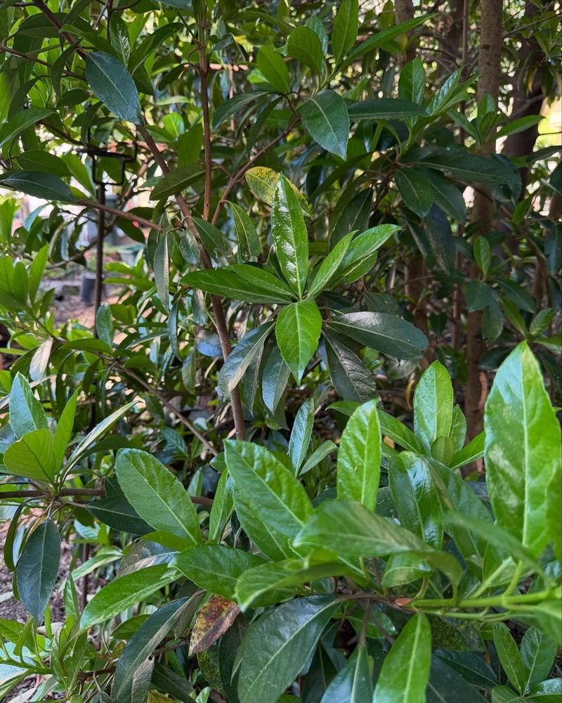 Save Chindo Viburnum For Open Corners