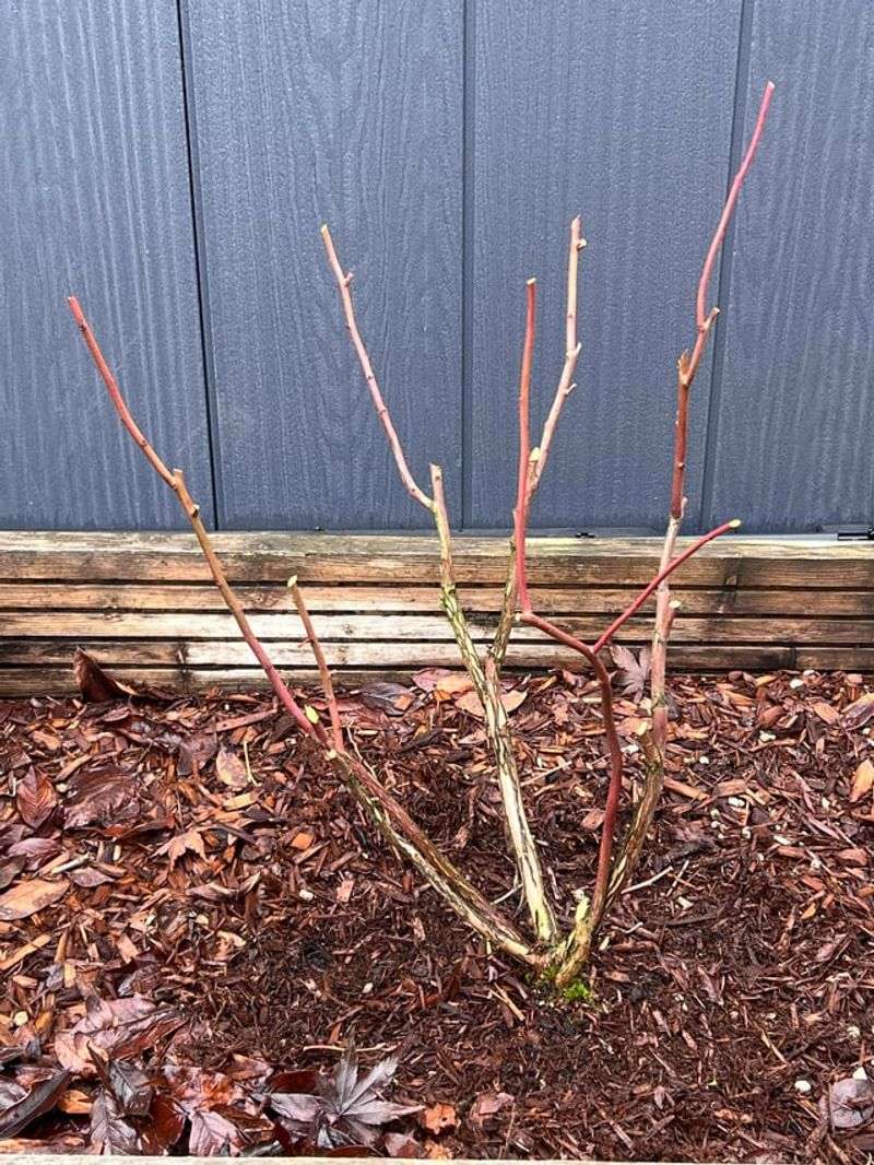 Save Major Pruning For Dormancy