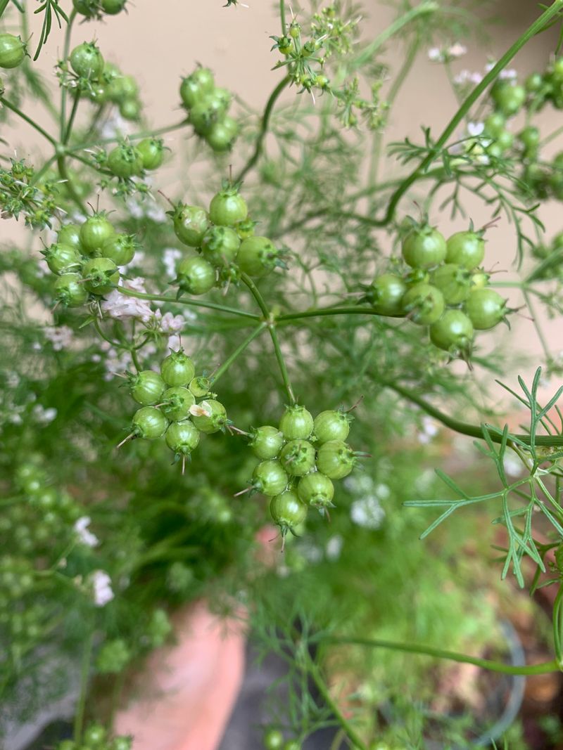 Save Seeds For Cooler Fall Planting