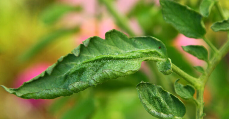 Save Your Washington Tomatoes From Leaf Curl With These 8 Simple Tips