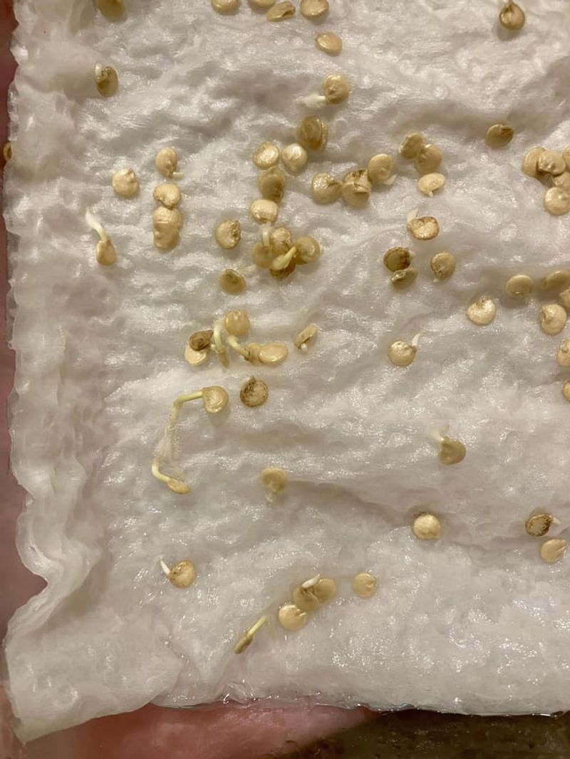 Saved Seeds Work Best From The Right Plants