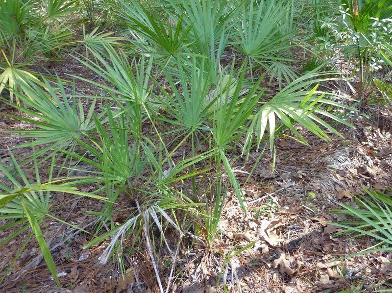 Saw Palmetto Builds Shelter Where Lizards Can Hide And Hunt