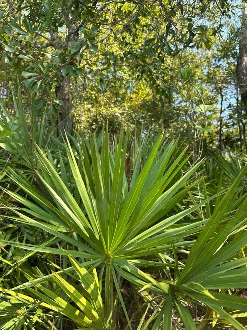 Saw Palmetto Offers Native Toughness In A Low Profile Saw Palmetto Offers Native Toughness In A Low Profile