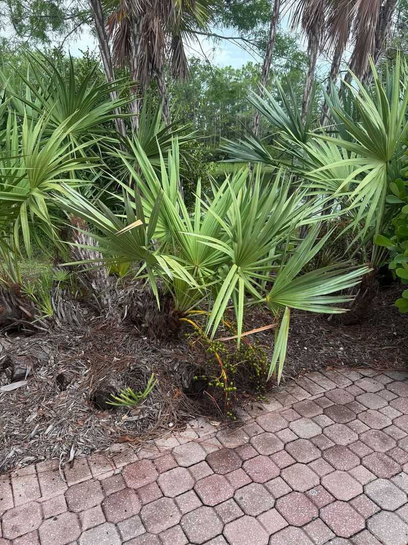 Saw Palmetto Tolerates Wet Conditions And Dry Sandy Soil