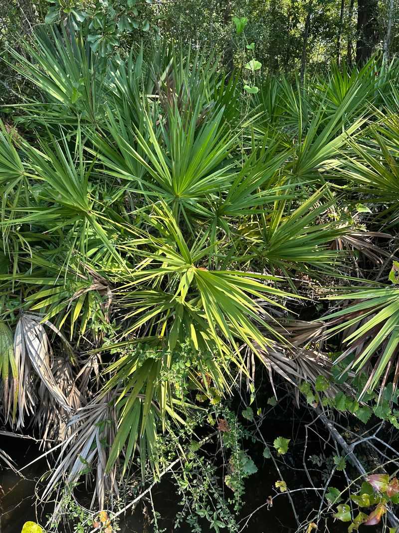 Saw Palmetto