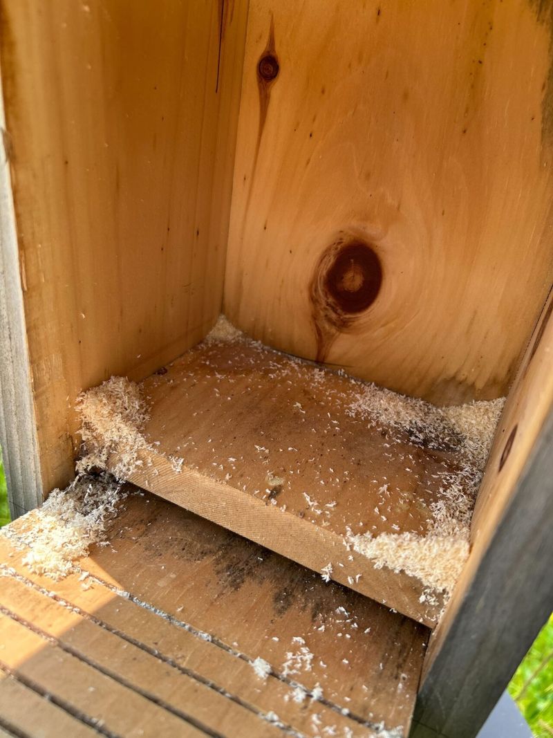 Sawdust Below The Hole Is A Big Clue Sawdust Below The Hole Is A Big Clue