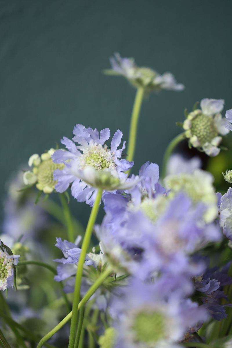 Scabiosa Is The Delicate Filler Virginia Gardens Tend To Love Scabiosa Is The Delicate Filler Virginia Gardens Tend To Love