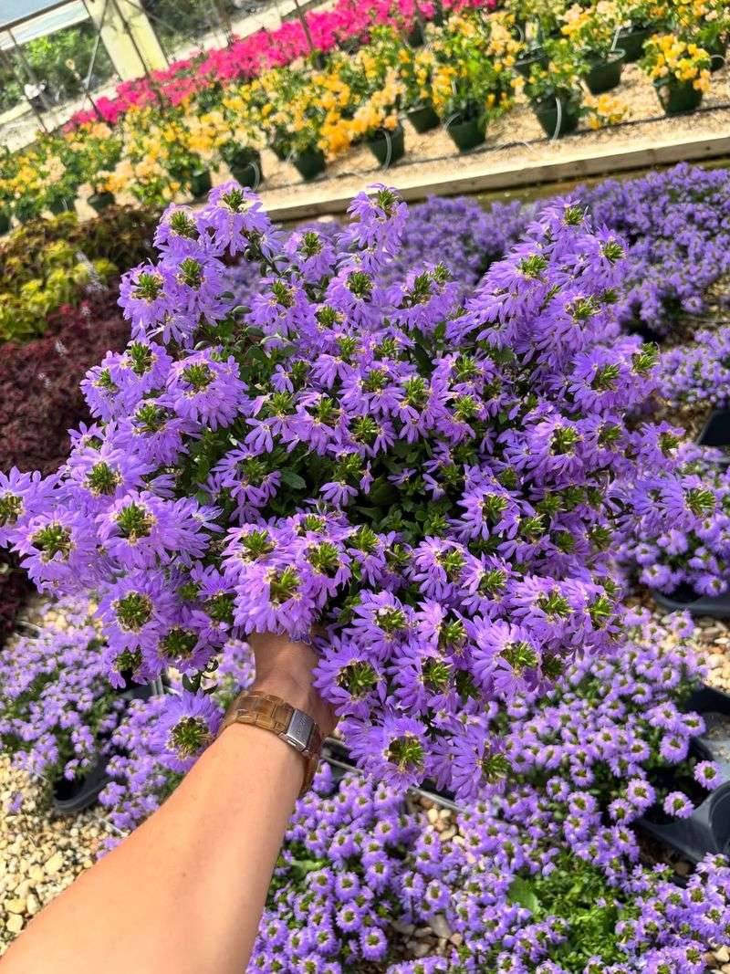 Scaevola Spills Over Hot Pot Edges Scaevola Spills Over Hot Pot Edges