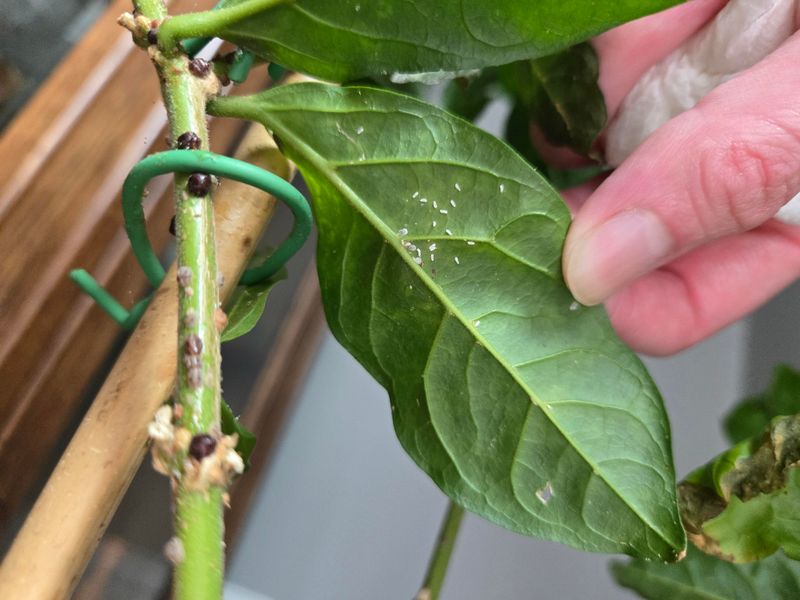 Scale Insects Can Drain Leaves Slowly