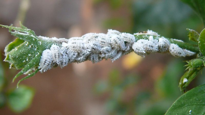 Scale Insects Look Like Bumps On Stems