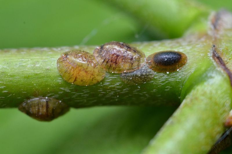 Scale Insects Scale Insects