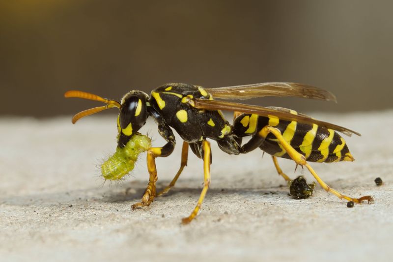 Scarce Food Forces Competition With Humans