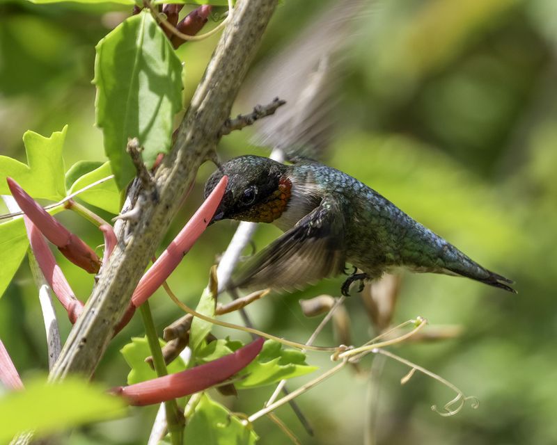 Scarce Nectar Sources Offer No Reason To Stop Scarce Nectar Sources Offer No Reason To Stop