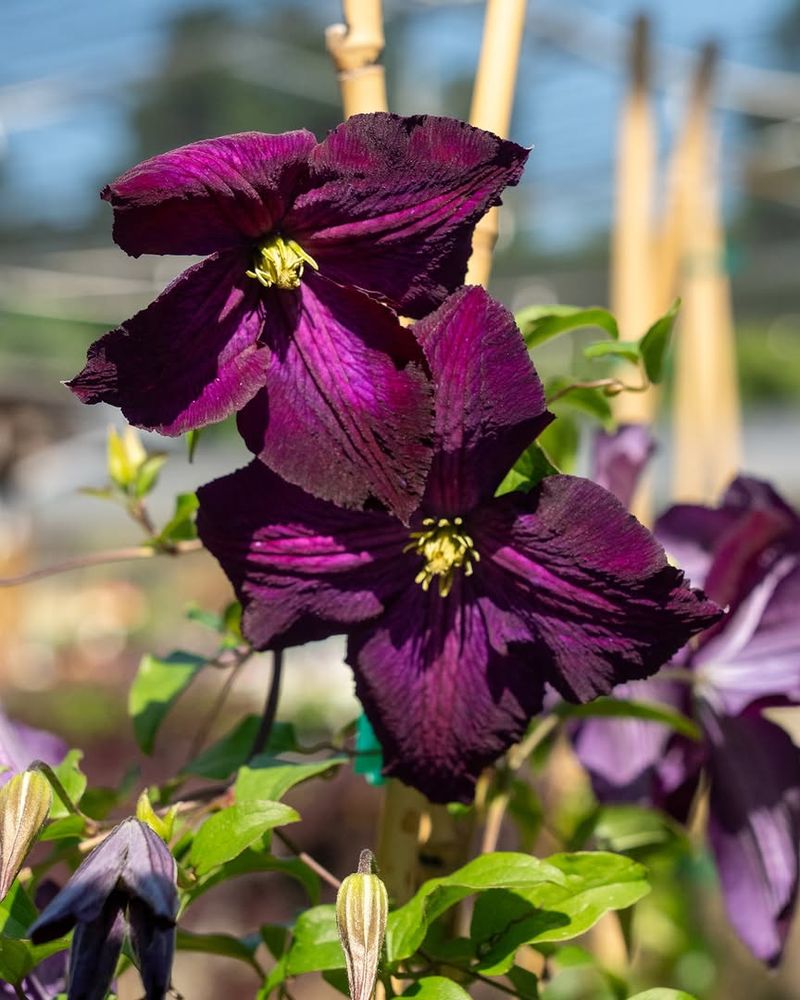 Scarlet Clematis