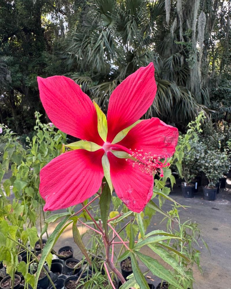 Scarlet Hibiscus Blooms In Mid To Late Summer Scarlet Hibiscus Blooms In Mid To Late Summer