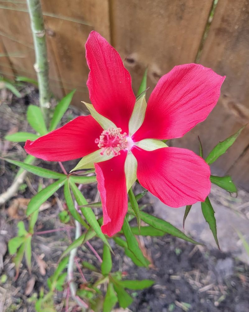Scarlet Hibiscus Brings Bold Blooms To Wet Summer Spots Scarlet Hibiscus Brings Bold Blooms To Wet Summer Spots