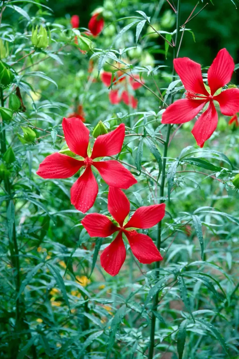 Scarlet Hibiscus Brings Drama To Wet Summer Spots