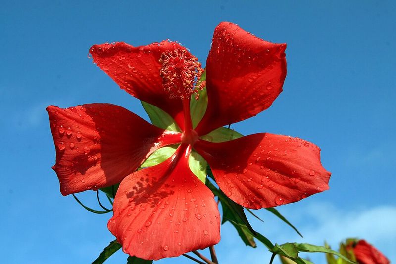 Scarlet Hibiscus Delivers Drama Where Soil Stays Damp