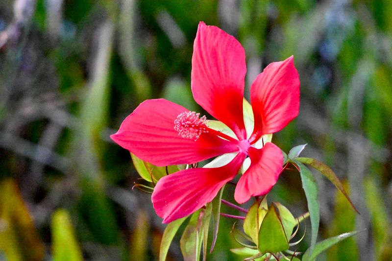 Scarlet Hibiscus Keeps Blooming Where Summer Stays Wet