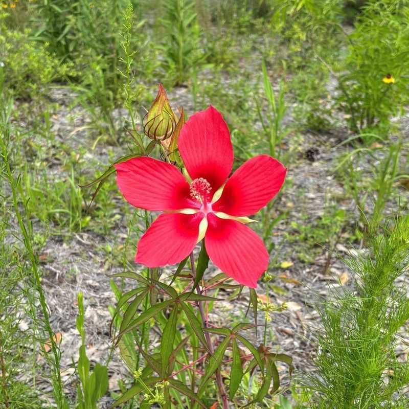Scarlet Hibiscus Shoots Up Fast In Wet Summer Soil Scarlet Hibiscus Shoots Up Fast In Wet Summer Soil