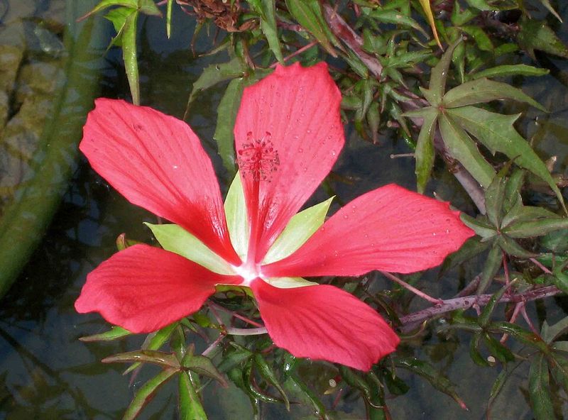 Scarlet Hibiscus Turns Wet Spots Into A Summer Statement Scarlet Hibiscus Turns Wet Spots Into A Summer Statement